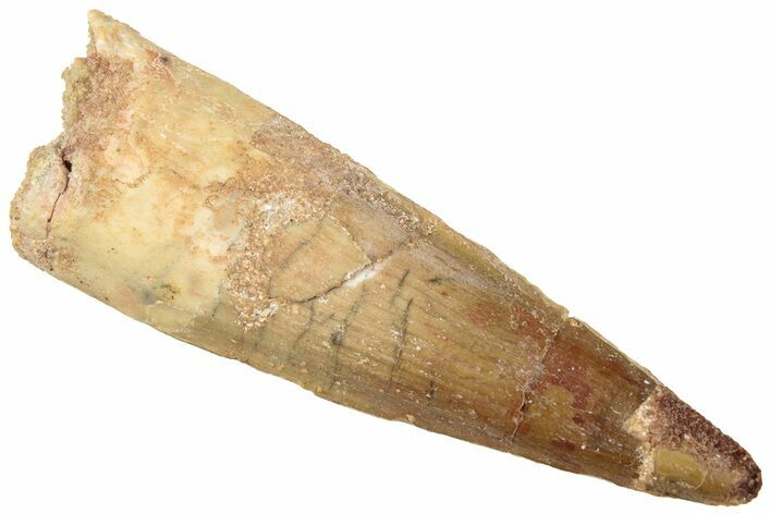 Fossil Spinosaurus Tooth - Real Dinosaur Tooth #312929